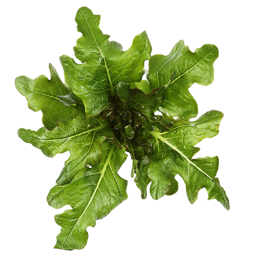 Red oakleaf lettuce
